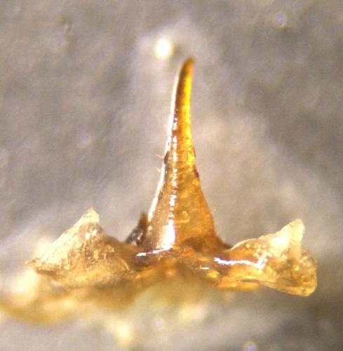 Réf. 136 403 : Dolichopoda azami