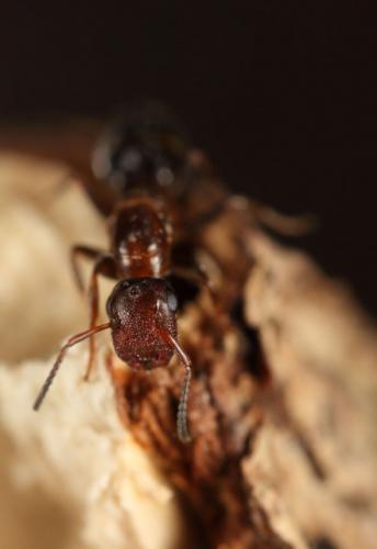 Réf. 136 451 : Colobopsis truncata