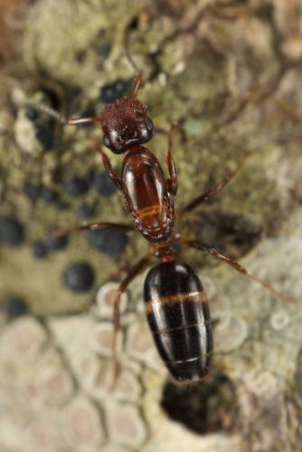 Réf. 136 450 : Colobopsis truncata