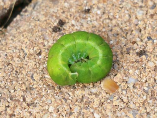 Phlogophora meticulosa