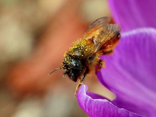 Réf. 136 392 : Osmia bicornis