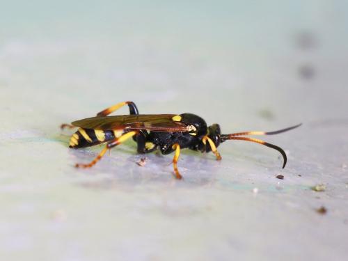 Réf. 136 388 : Ichneumon xanthorius