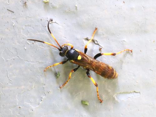 Réf. 136 389 : Ichneumon xanthorius