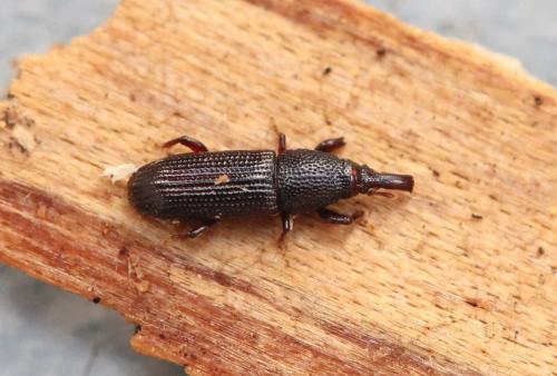 Euophryum sp.