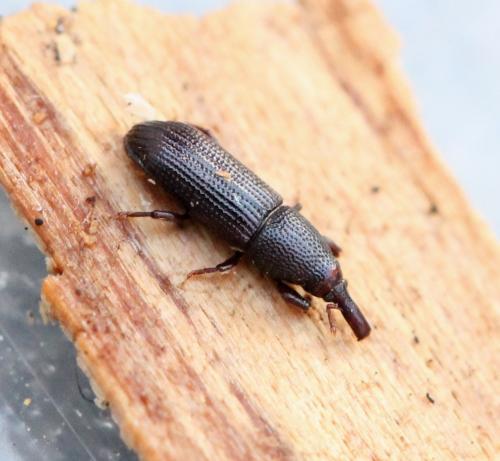 Réf. 136 051 : Euophryum sp.