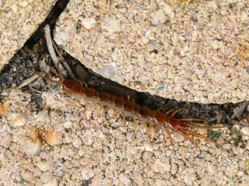 Lithobius forficatus