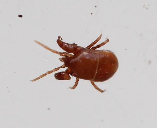 Veigaia sp.