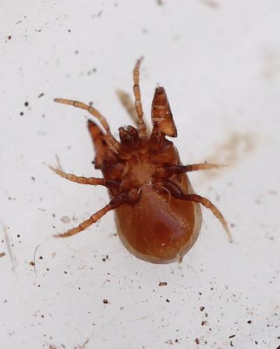 Veigaia sp.