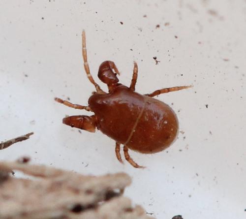 Veigaia sp.