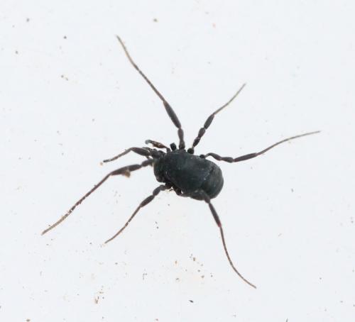 Nemastoma dentigerum