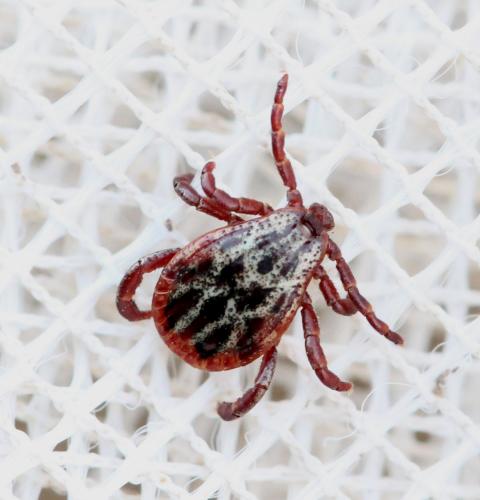 Réf. 136 404 : Dermacentor reticulatus