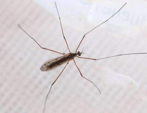 Symplecta stictica