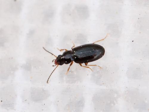Réf. 136 613 : Tachyura parvula