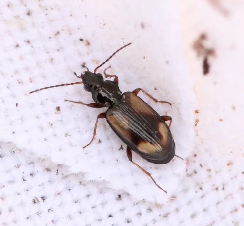 Bembidion femoratum