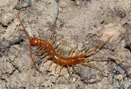 Réf. 136 400 : Eupolybothrus longicornis