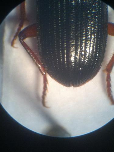 Carterus fulvipes