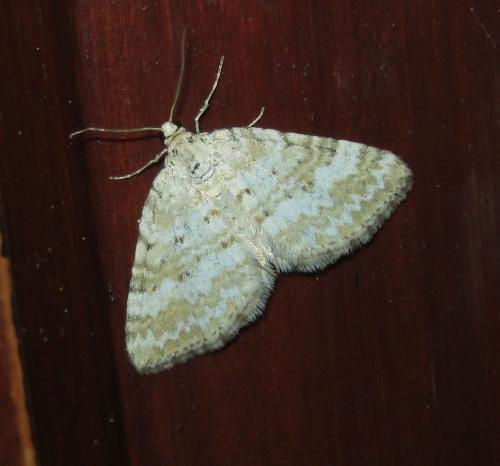 Perizoma albulata