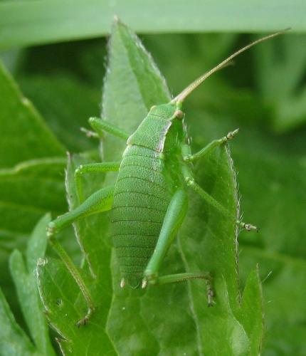 Réf. 136 938 : Isophya pyrenaea