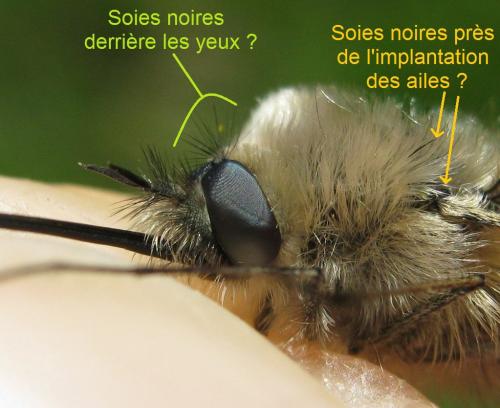 Bombylius sp.
