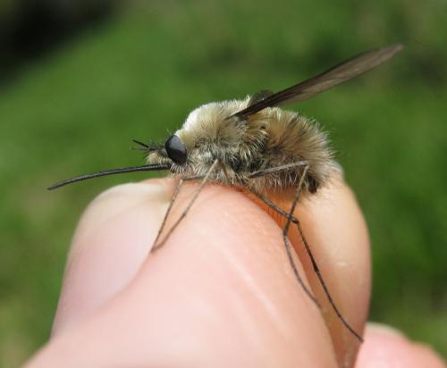 Bombylius sp.