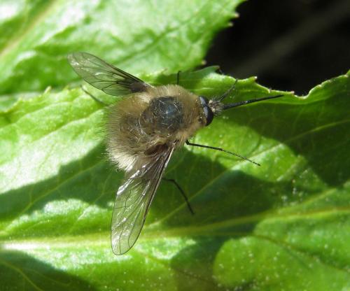 Réf. 136 930 : Bombylius sp.