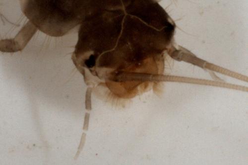 Microcara testacea