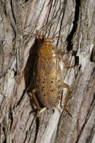 Ectobius pallidus