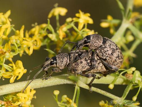 Otiorhynchus sp.