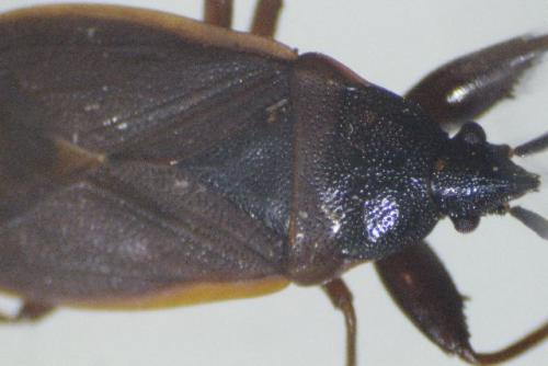 Gastrodes grossipes
