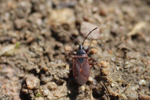 Gastrodes grossipes