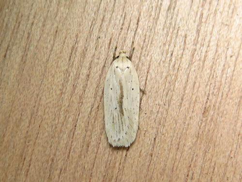 Agonopterix pallorella
