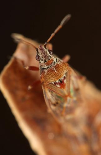 Kleidocerys resedae