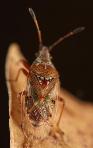 Kleidocerys resedae