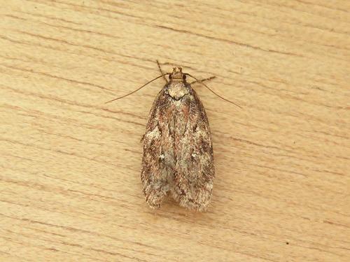 Réf. 136 690 : Depressaria albipunctella