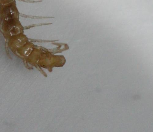 Cryptops hortensis