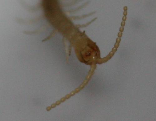 Réf. 136 888 : Cryptops hortensis