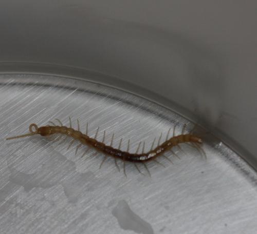 Cryptops hortensis
