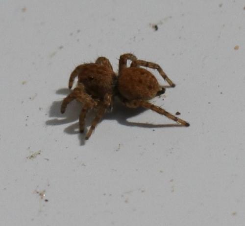 Aelurillus v-insignitus