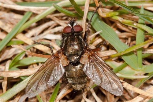 Réf. 136 260 : Macquartia viridana