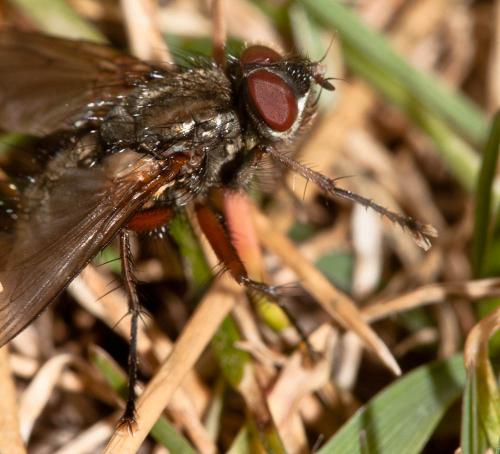 Réf. 136 261 : Macquartia viridana