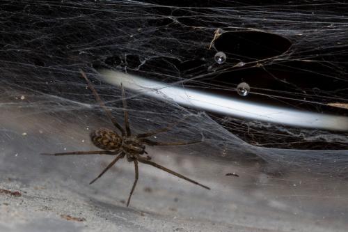 Eratigena atrica