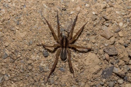 Trochosa sp.