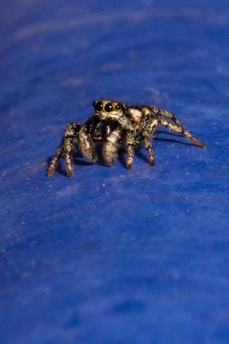 Salticus sp.