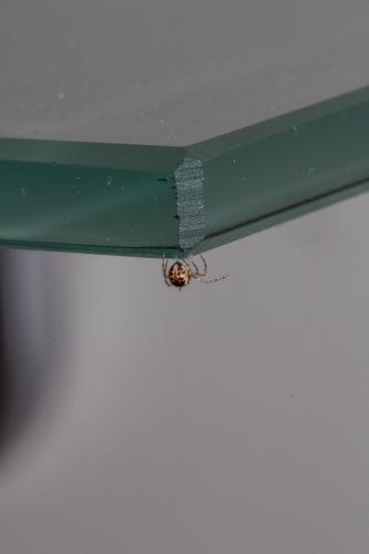 Sardinidion blackwalli