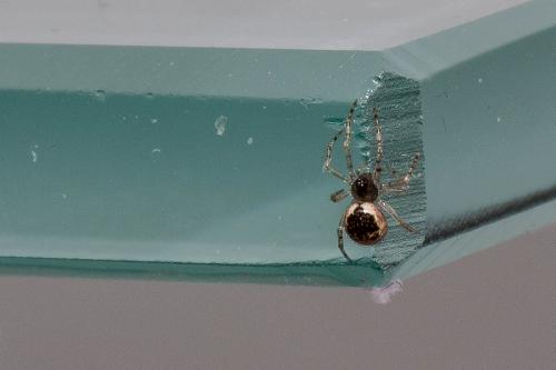 Sardinidion blackwalli