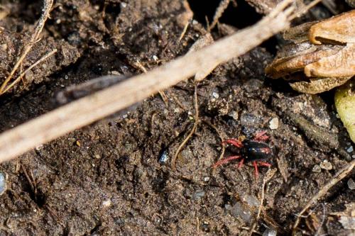 Penthaleus sp.