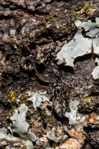 Salticus sp.