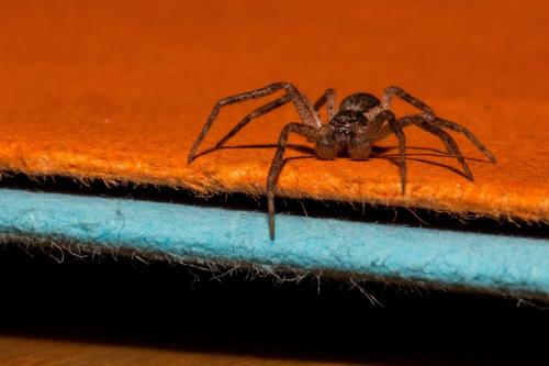 Philodromus dispar