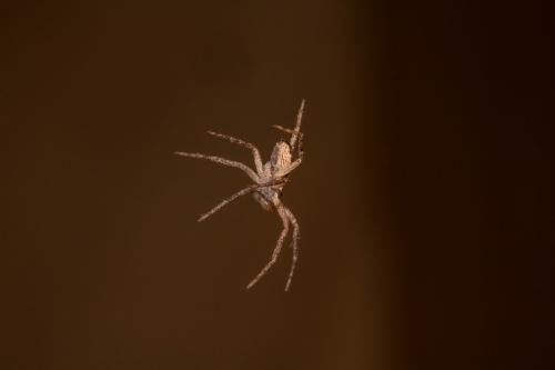 Philodromus dispar