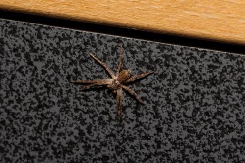 Philodromus dispar